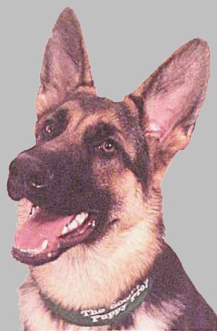 A professional portrait of Sirius
November 2002