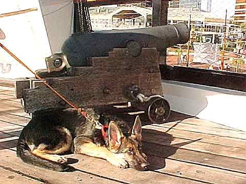 Puppy Sirius lays down to rest by the cannon