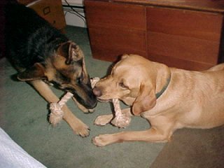 Sirius and Faro playing Tug-O-War