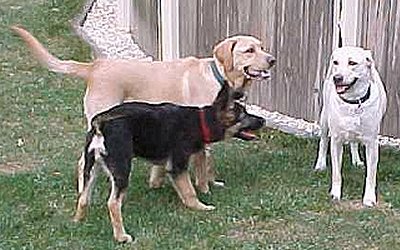 Sirius, Faro and Gerti at play