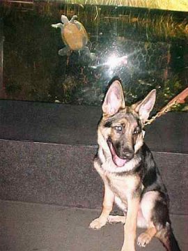 Puppy Sirius in front of
the Sea Turtle Exhibit