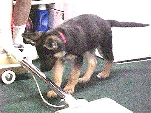 young Sirius checks out the vaccum cleaner
July 2002