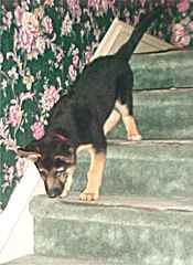 Sirius managing the stairs
ALL BY HIMSELF!