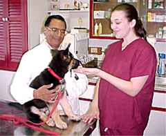 August 5, 2002
A TRIP TO THE VET
Dr. Roy and his assistant
giving Sirius some love
after his exam