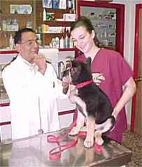 August 5, 2002
A TRIP TO THE VET
Eleven weeks old.
Dr. Roy and his assistant,
(Rahway Animal Hospital)
examine Sirius