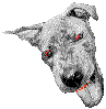 mad dog