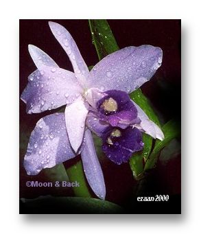 raindropreflectionsflower
