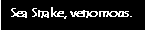 Text Box: Sea Snake, venomous.