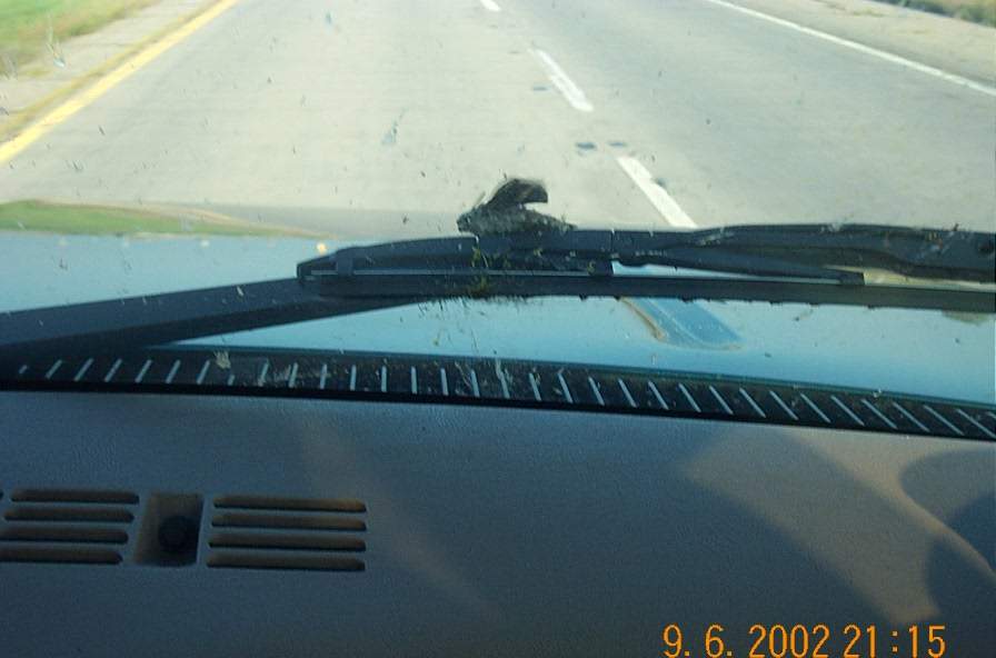 Chris towed this moth for about 300 miles and it was still alive at Grand Fork Cabelas