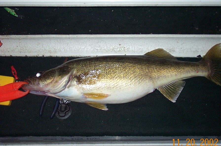 Night fishing off Vermilion 
