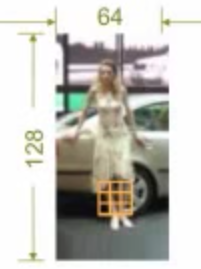 cell size