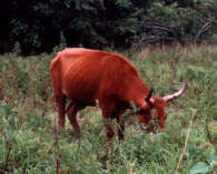 Boeuf d'attelage