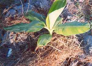 les premiers plants