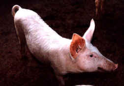 un de leur porcelet