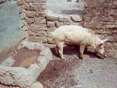 La virporko