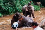 Mae Sa Elephant Camp
