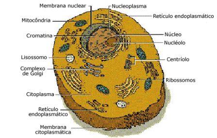 imagenes de celula vegetal. celula vegetal. de uma célula