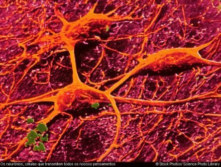 Neur&ocirc;nios