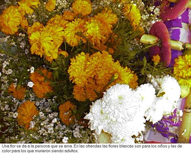 Flores