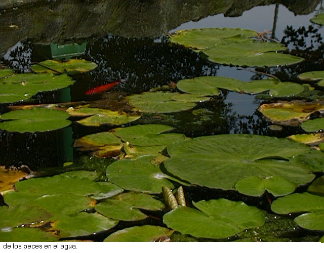 Peces