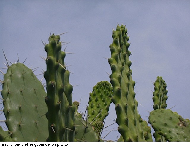 Plantas