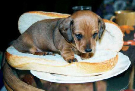 hotdog