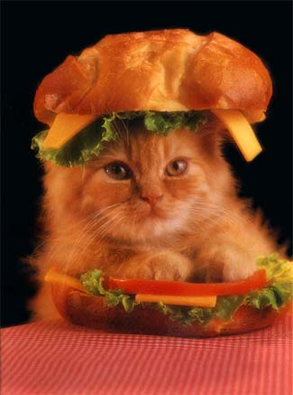 cat