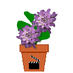 The Site Fights Spirit Flowers