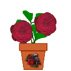 The Site Fights Spirit Flowers