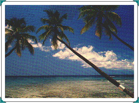 Coconuts