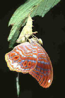 The Royal Assyrian (Terinos terpander robertsia) Copyright © Chin Fah Shin