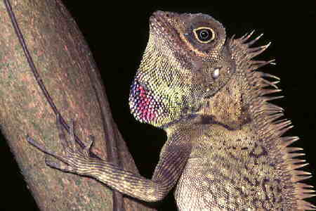 A tree lizard (family Agamidae). Copyright &copy; Chin Fah Shin.