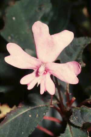 Kinabalu Balsam