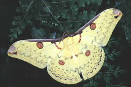 Emperor moth Loepa miranda