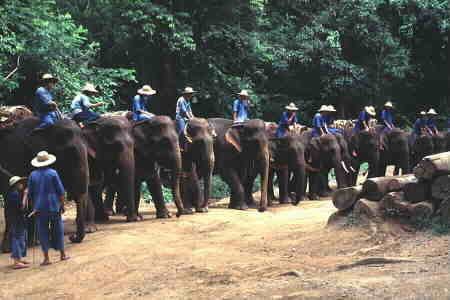 Elephants ready to give a show