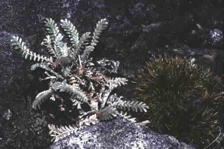 Silver Potentilla