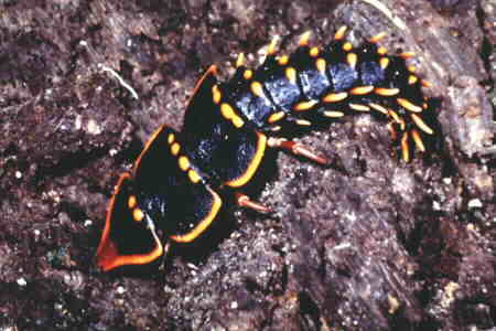 Trilobite Larva