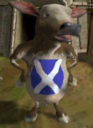 Scottish Cow