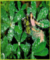 Dawn, fairy of the dew.GIF (54426 bytes)