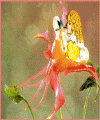blossom  tiniest.GIF (48531 bytes)