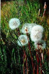 dandelions.JPG (48901 bytes)