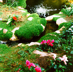 garden 1.JPG (79042 bytes)