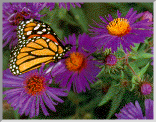 monarch1.gif (45228 bytes)
