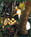 robin fairy .GIF (51318 bytes)