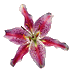rosebutton.gif (3146 bytes)