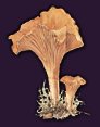 Fairy Mushroom