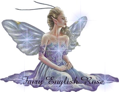 Fairy English Rose