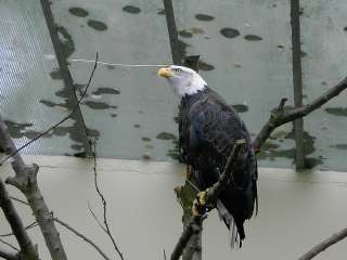 Bald Eagle, with no tail? 