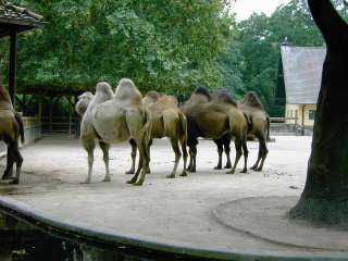Are they really camels???