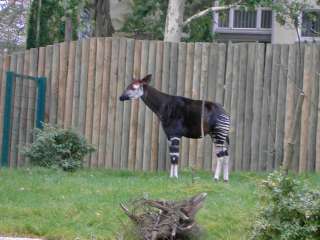 What is this animal called?? If you know, let me know!